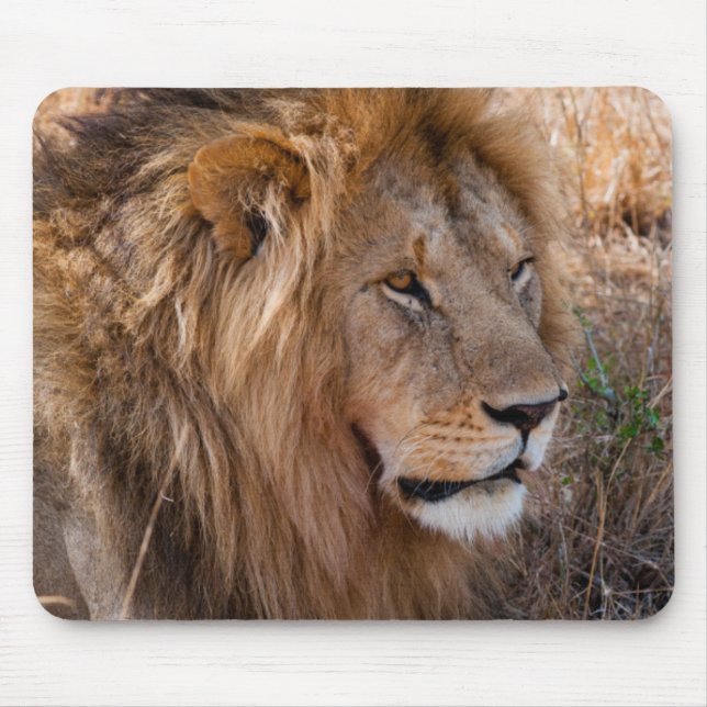 Mousepad Lion Maasai Mara National Reserve, Quênia (Frente)
