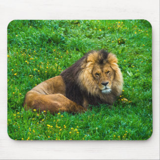 Mousepad Lion Relaxing in Green Grass Photo