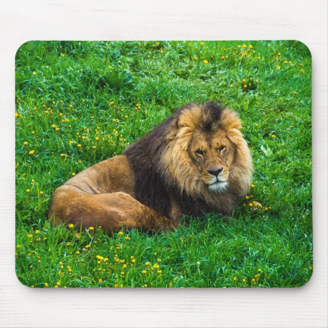 Mousepad Lion Relaxing in Green Grass Photo (Frente)