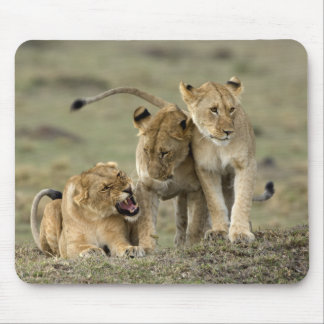 Mousepad Lion Siblings