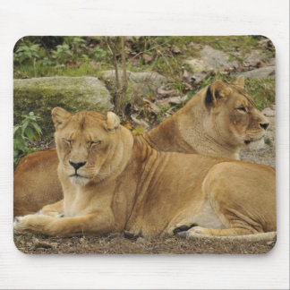 Mousepad Lioness 