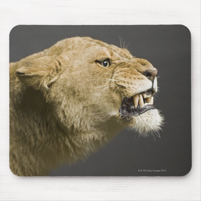 Mousepad Lioness Roaring 2 (Frente)
