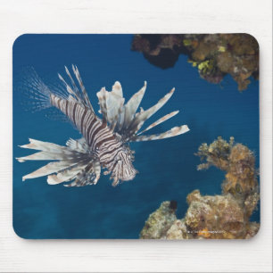 Mousepad Lionfish (volitans do Pterois) que nada sobre