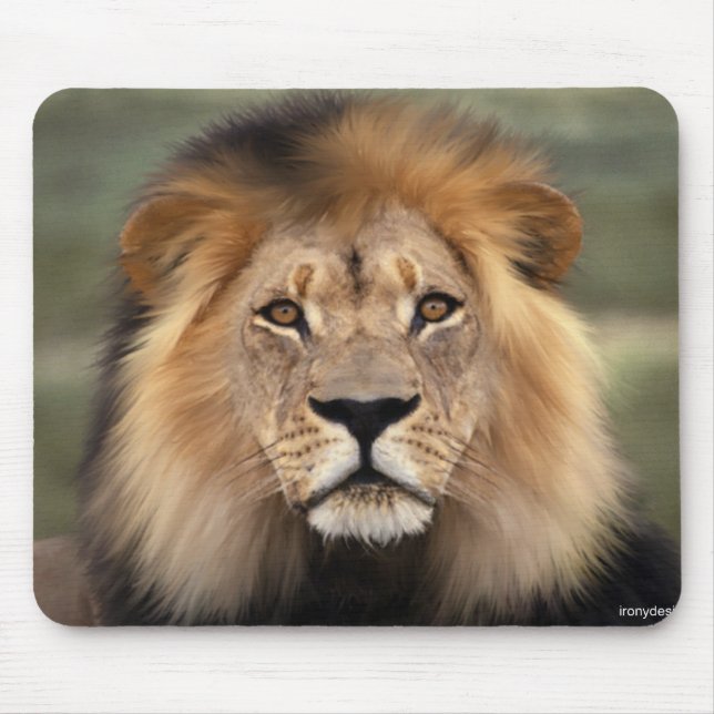 Mousepad Lions Photograph (Frente)