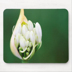 Mousepad Lírio Africano, Agapanthus Praecox, Cidade do Cabo