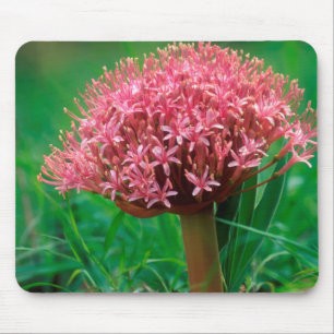 Mousepad Lírio Africano (Agapanthus Praecox), Mala Mala