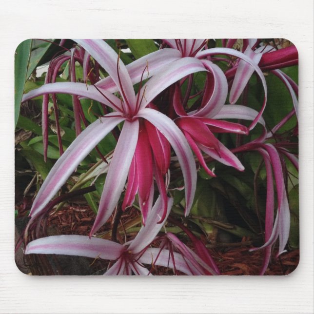 Mousepad Lírio Crinum Roxo da Rainha Emma (Frente)
