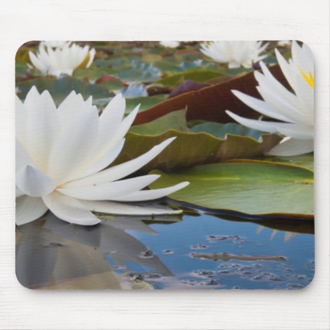 Mousepad Lírio de Água Perfumado (Nymphaea Odorata) no Cadd (Frente)