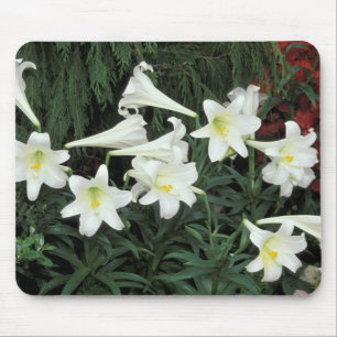 Mousepad Lírio-de-páscoa (Lilium regale)