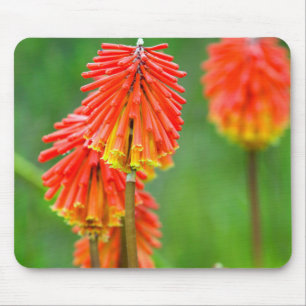 Mousepad Lírio Tocha (Kniphofia Uvaria), Cabo Ocidental