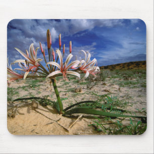 Mousepad Lírio Vlei (Nerine Laticoma) em Flor