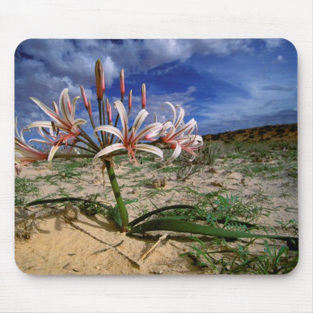 Mousepad Lírio Vlei (Nerine Laticoma) em Flor (Frente)