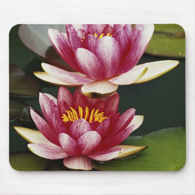 Mousepad Lírios de água híbridos (Frente)