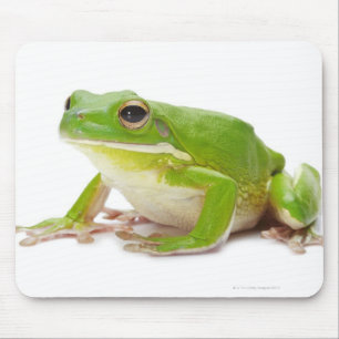 Mousepad Litora Infrafrenata, sapo