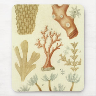 Mousepad Livro Didático de Ciências Biologia, Animais de Co