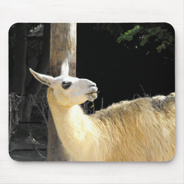 Mousepad Llama alimentando (Frente)