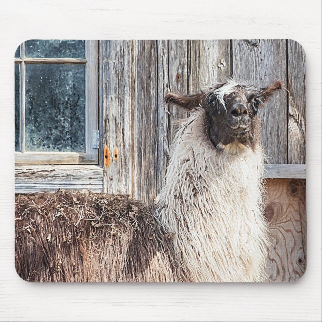 Mousepad Llama em frente a um celeiro (Frente)