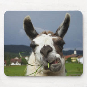 Mousepad Llama mais legal