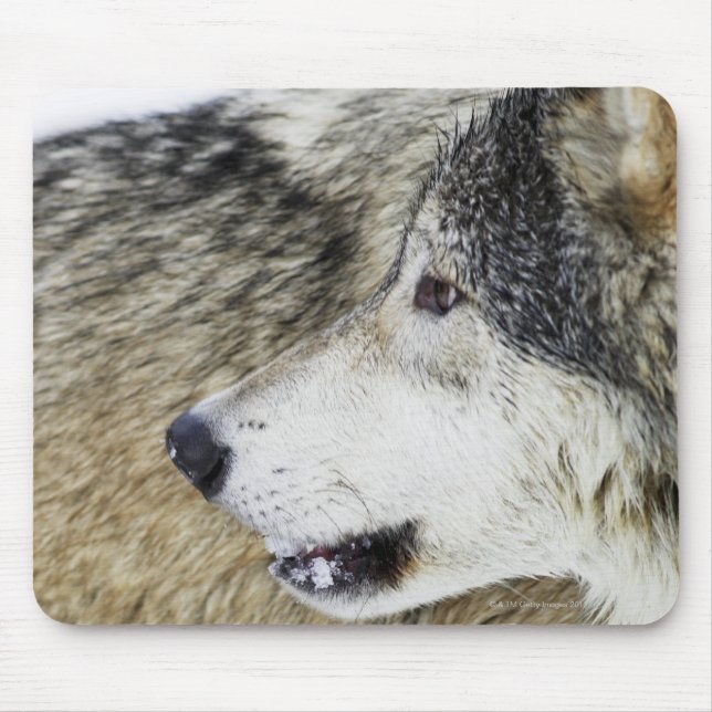 Mousepad Lobo (Frente)