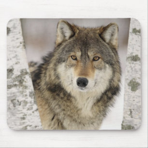 Mousepad Lobo cinzento bonito grande no selvagem