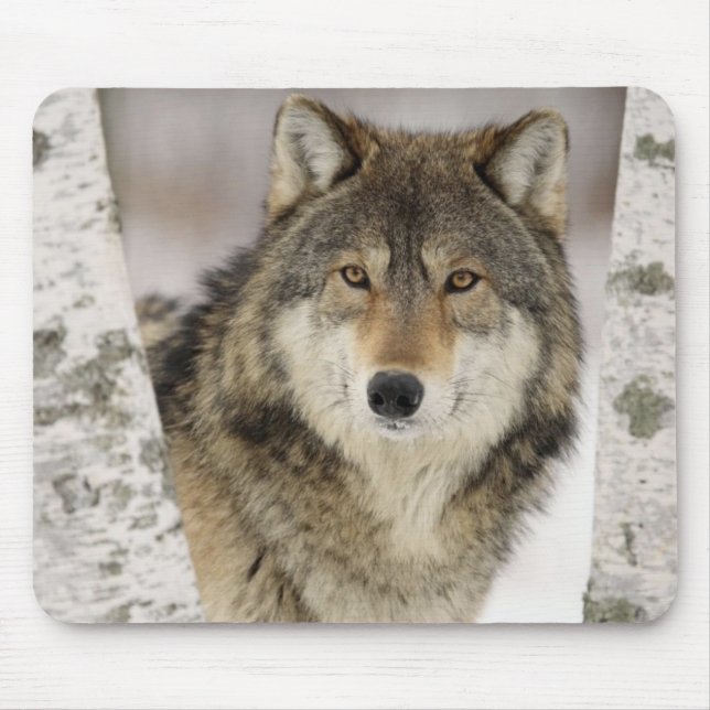 Mousepad Lobo cinzento bonito grande no selvagem (Frente)