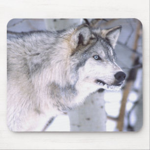 Mousepad Lobo Cinzento, Canis lupus, Animal de Filme (Utah)