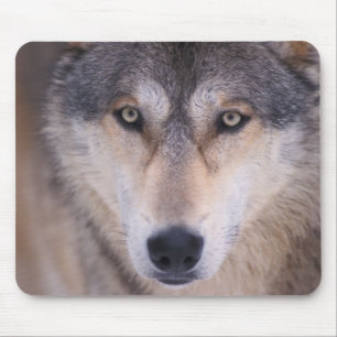 Mousepad lobo cinzento, Canis lupus, close-up dos olhos