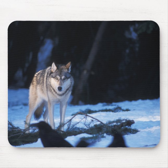 Mousepad lobo cinzento, Canis lupus, nos contrafortes (Frente)