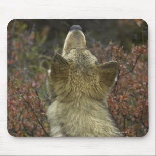 Mousepad Lobo cinzento (lúpus de Canis)