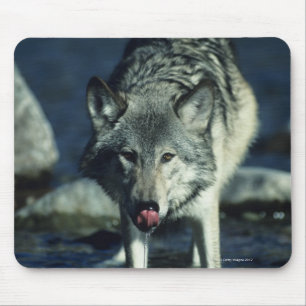 Mousepad Lobo cinzento no bebendo do outono