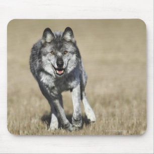 Mousepad Lobo (lúpus de Canis) que funciona para a câmera