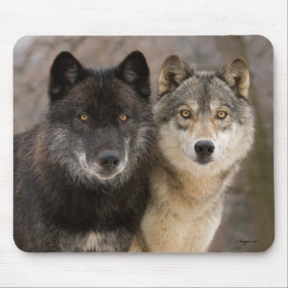 Mousepad Lobos cinzentos
