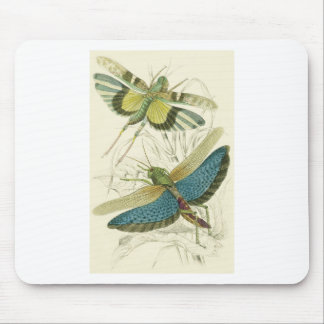 Mousepad Locusta Cristata (mais baixo), flava do Locusta