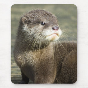 Mousepad Lontra bonito do bebê