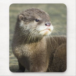 Mousepad Lontra bonito do bebê