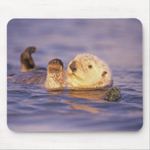 Mousepad Lontras Marinhas, Enhydra lutris