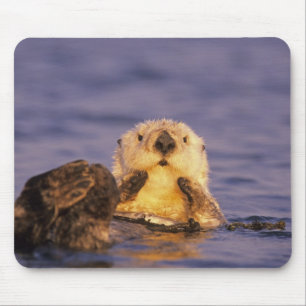 Mousepad Lontras Marinhas, Enhydra lutris 5