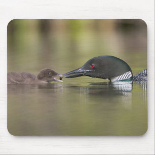 Mousepad Loon Adult Alimenta Filhote