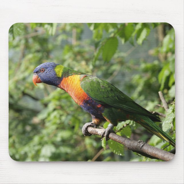 Mousepad lorini, papagaio, lorikeet (Frente)