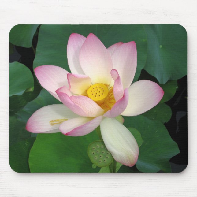 Mousepad Lotus (Frente)
