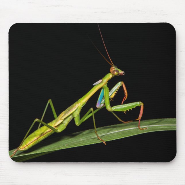 Mousepad Louva-a-deus, Odzala, Parque Nacional de Kokoua (Frente)