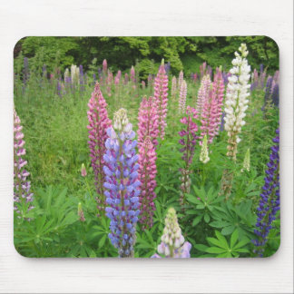 Mousepad Lupins no arboreto de Winkworth, Surrey