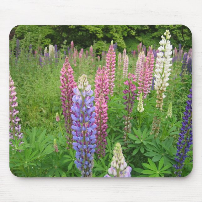 Mousepad Lupins no arboreto de Winkworth, Surrey (Frente)