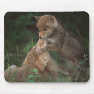 Mousepad Luta dos filhotes de cachorro do chacal (Canis