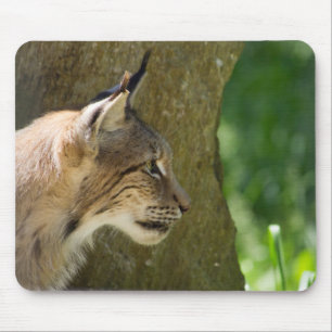 Mousepad Lynx Eurasiano