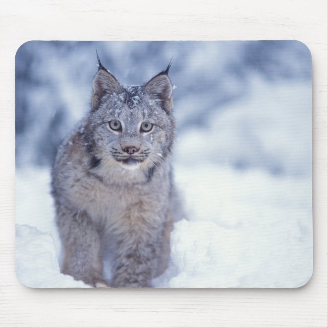 Mousepad Lynx na neve nos sopés (Frente)