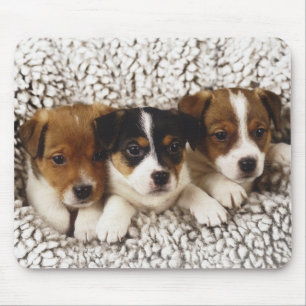 Mousepad Maca dos filhotes de cachorro