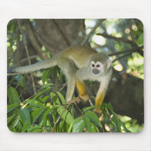 Mousepad Macaco-de-cheiro-comum, (Saimiri sciureus), Rio (Frente)
