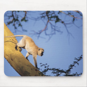 Mousepad Macaco de Vervet no ramo de árvore, Serengeti