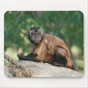 Mousepad Macaco do Capuchin bonito mas irritadiço
